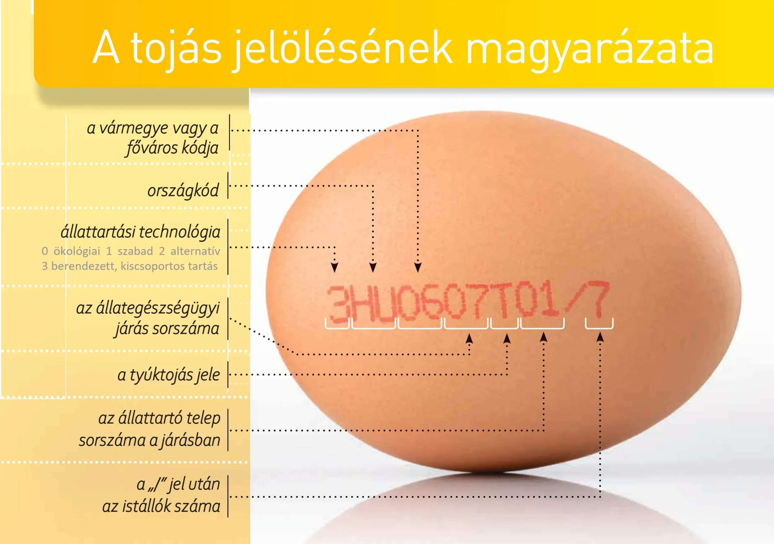 Tojasjeloles (1)