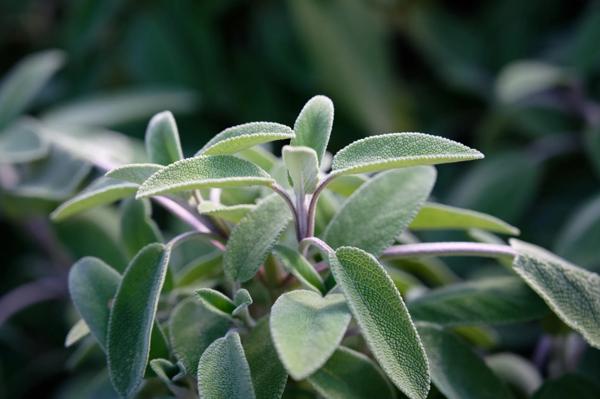 close-up-sage-plant