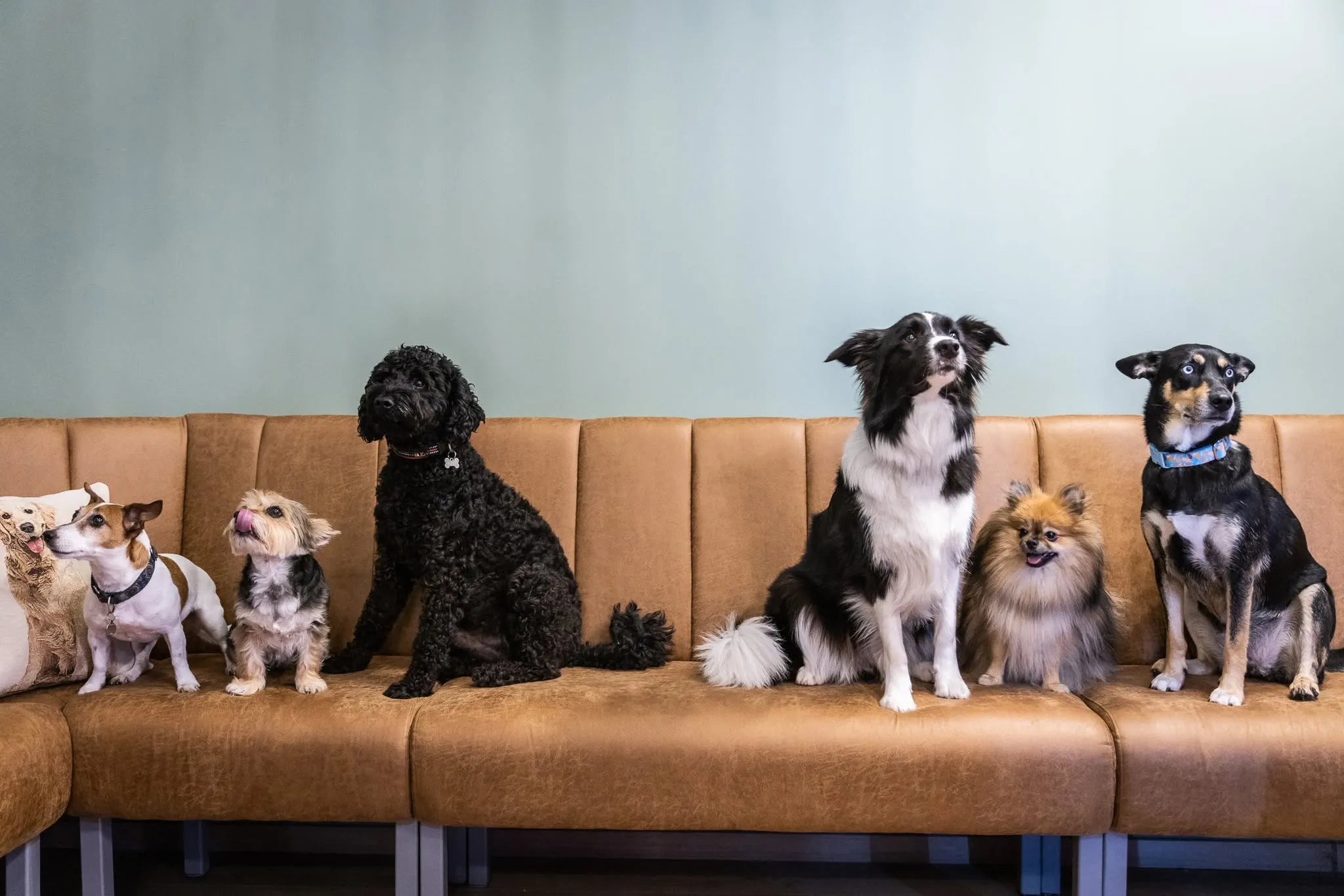 dogcaffee2