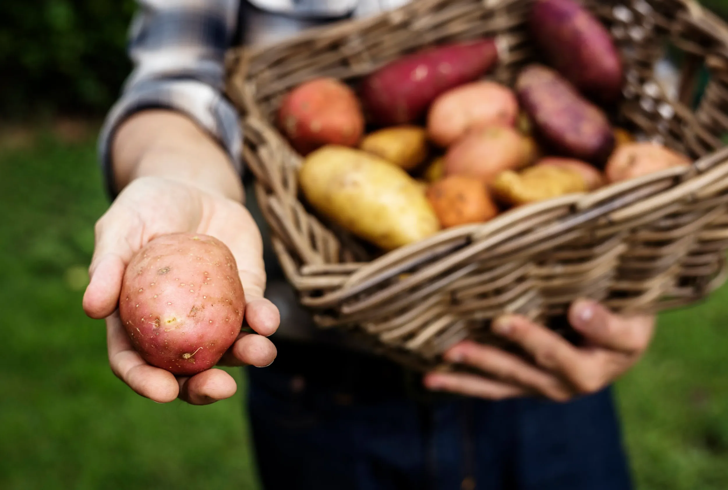 hands-holding-potatoes-basket-organic-produce-from-farm