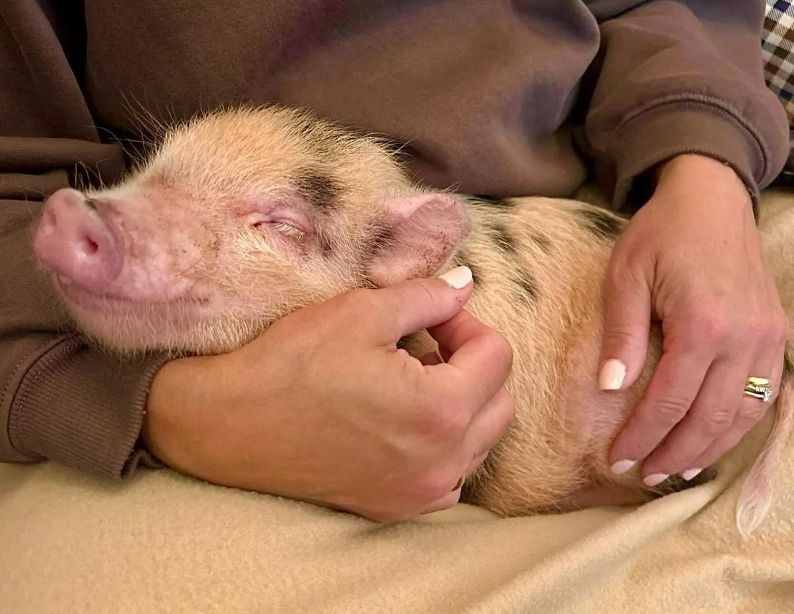 minipig