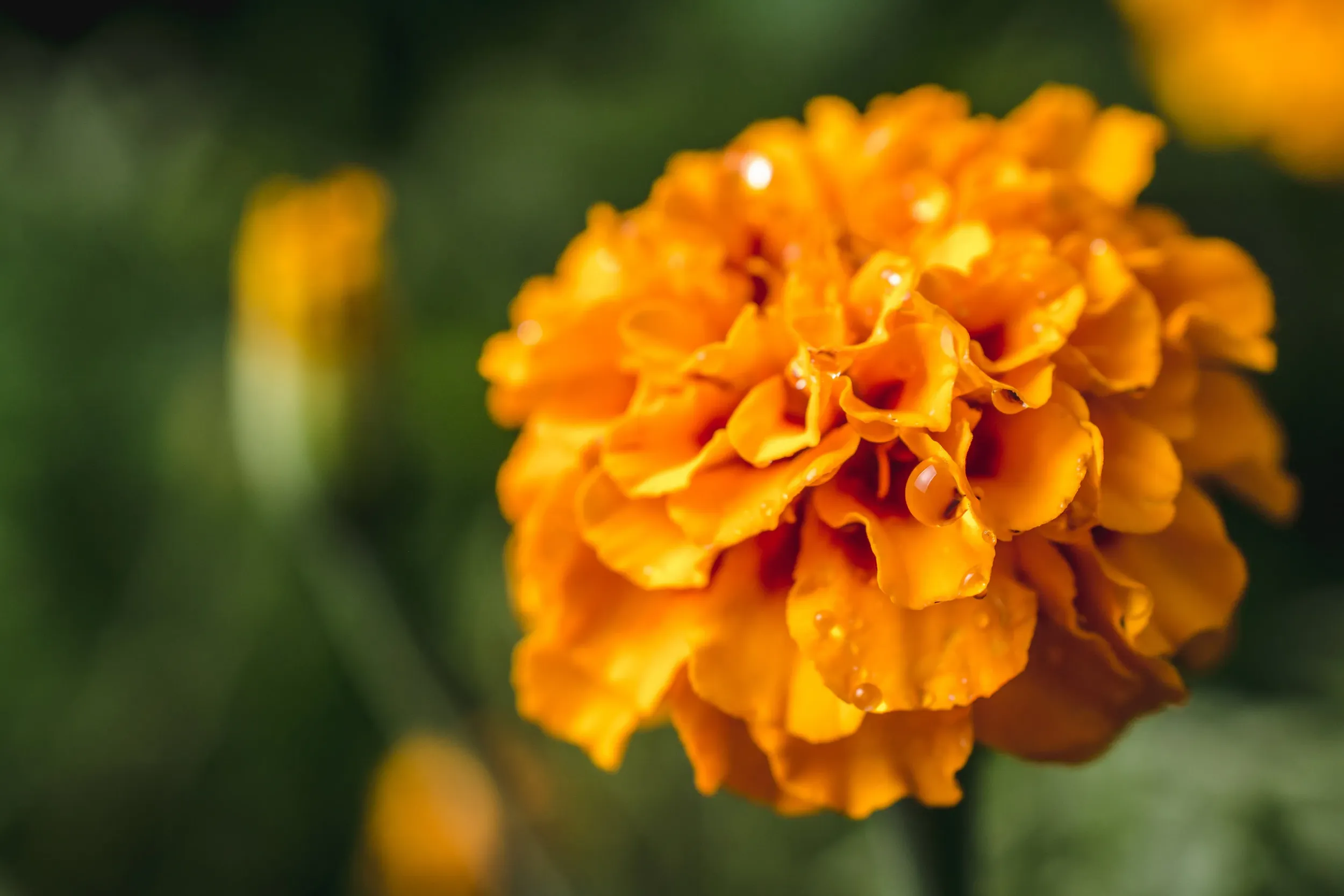 selective-focus-shot-exotic-yellow-flower-forest