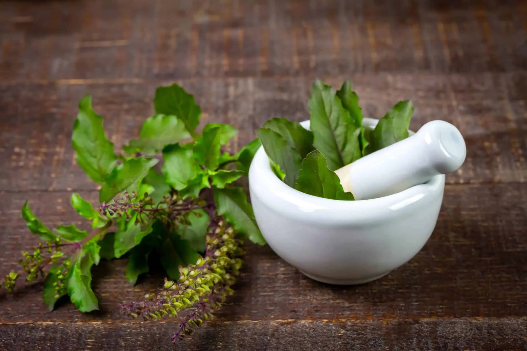 tulsi-noveny