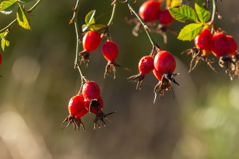 shutterstock_2468641903