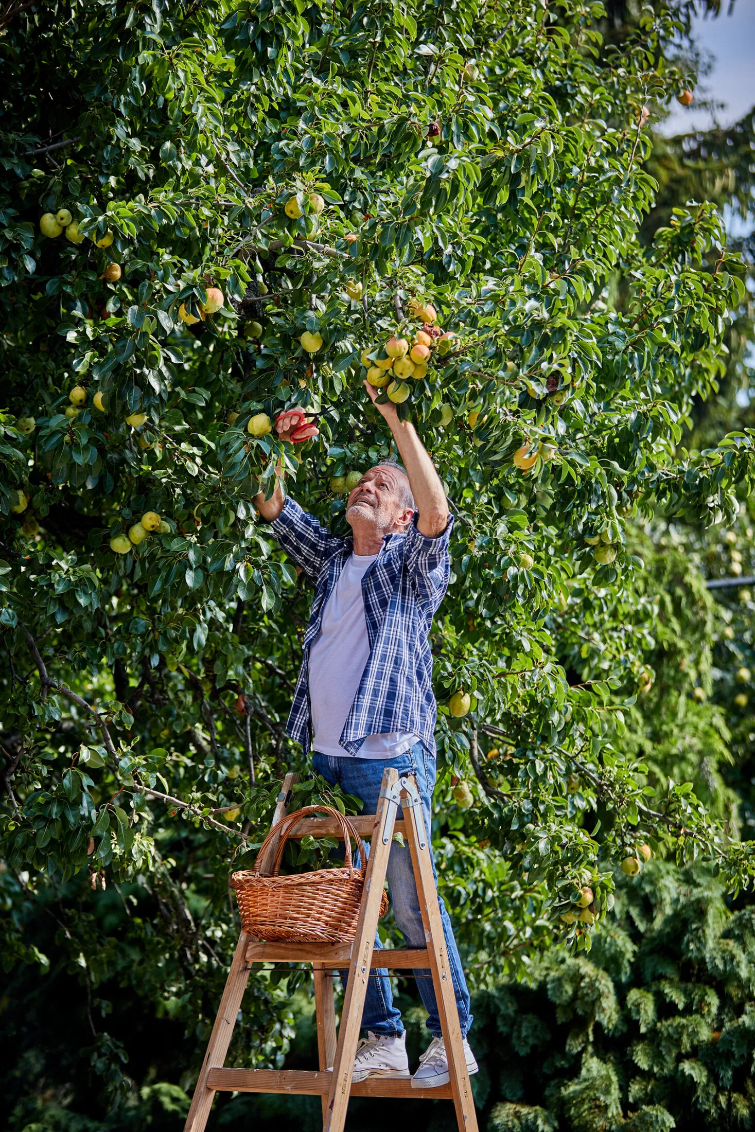 kortes-camembertes-pite